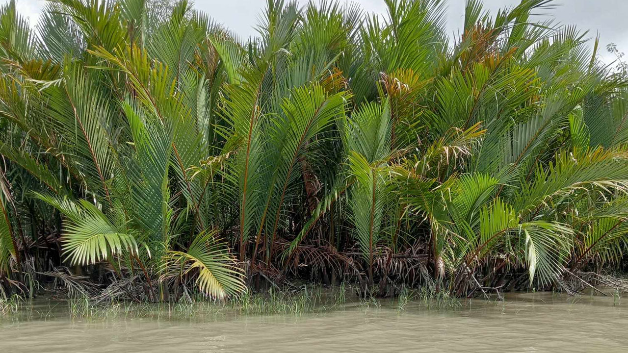 সুন্দরবনের গোলপাতার বন। ছবি : কালবেলা
