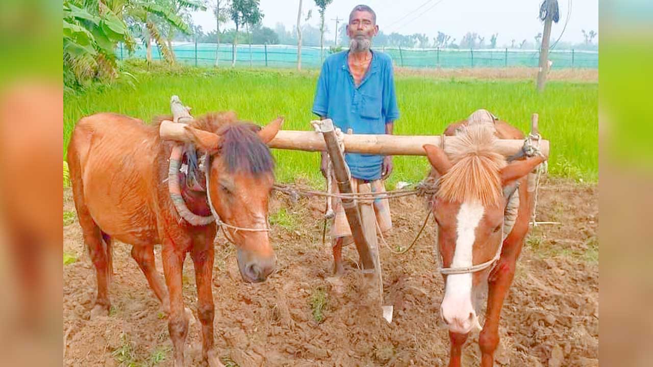 জয়পুরহাটে ঘোড়া দিয়ে জমি চাষ। ছবি : কালবেলা
