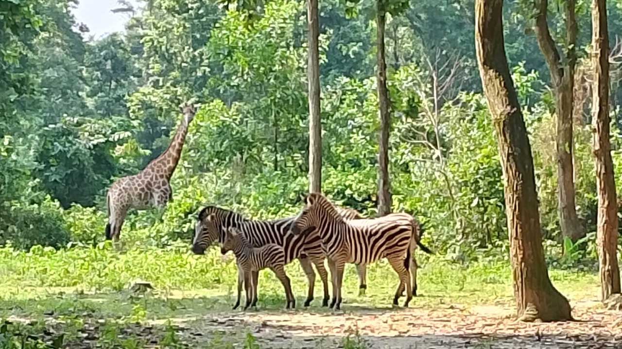 বঙ্গবন্ধু সাফারি পার্কে জেব্রার পরিবারে দুই অতিথি। ছবি : কালবেলা