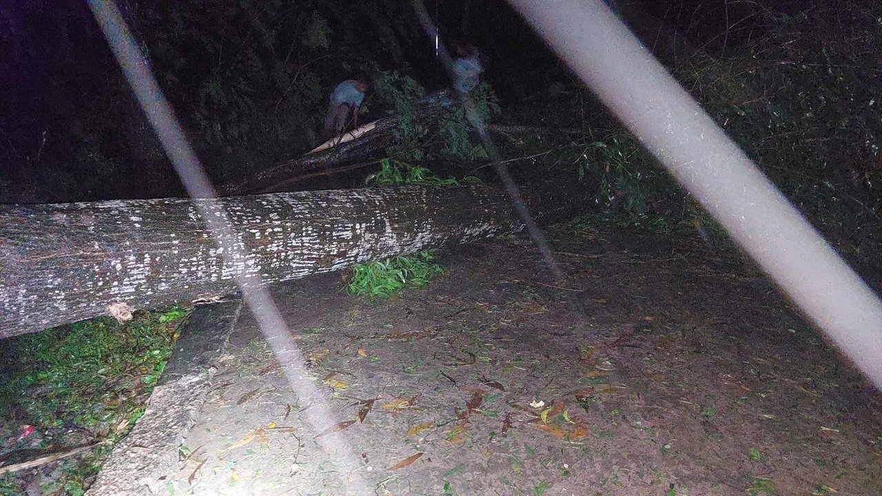 ঘূর্ণিঝড় হামুনে সড়কের ওপর উপড়ে পড়েছে গাছ। ছবি : কালবেলা