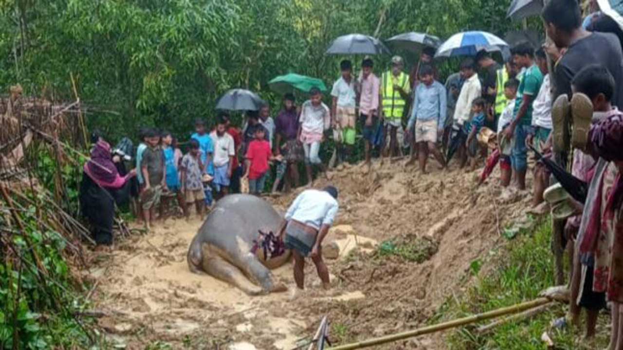কক্সবাজারের রামুতে বৈদ্যুতিক ফাঁদে আটকে মারা যাওয়া বন্য হাতি। ছবি : কালবেলা