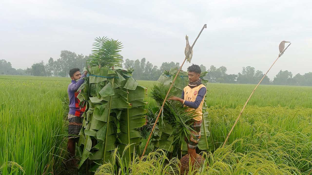 পাখি শিকারের জন্য তৈরি ফাঁদ। ছবি : কালবেলা