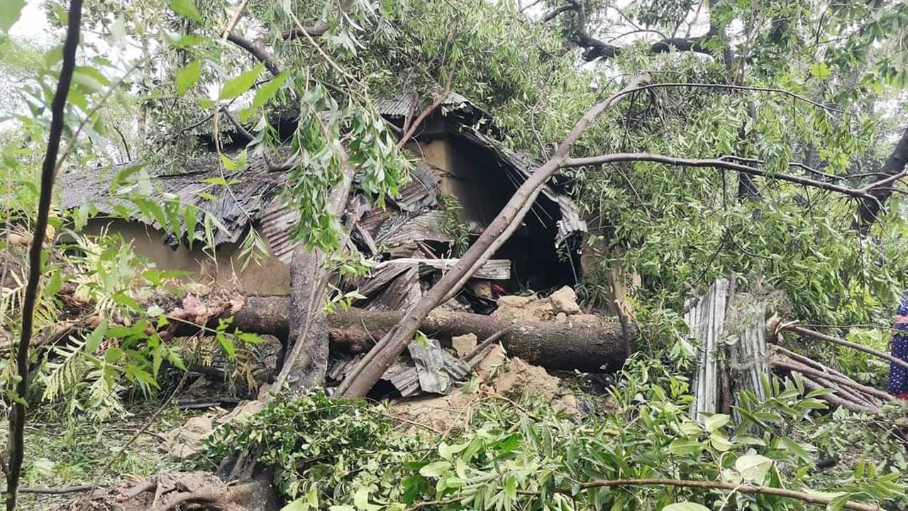 ঘূর্ণিঝড় হামুনে গাছ ভেঙে পড়েছে বাড়িঘরের ওপর। ছবি : কালবেলা