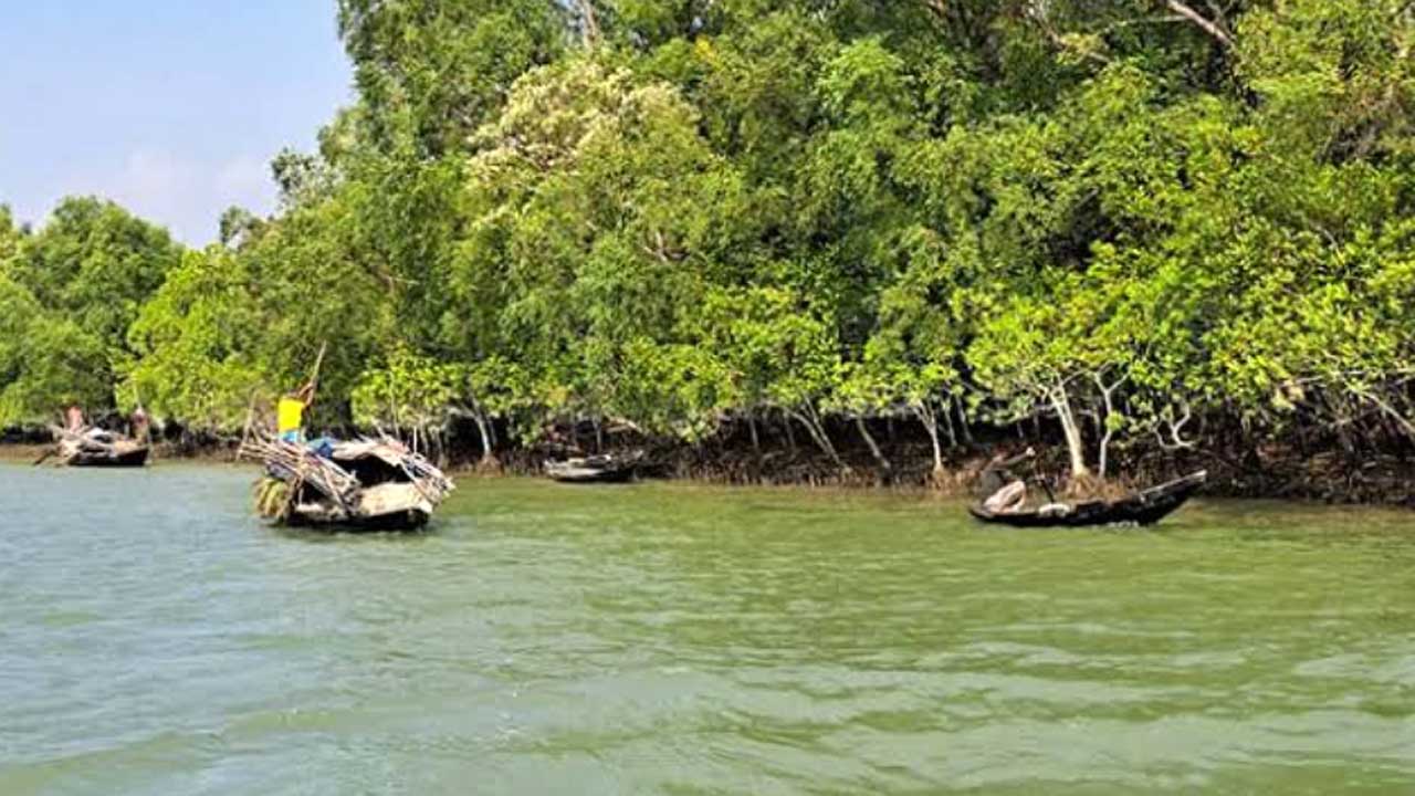 সুন্দরবন। ছবি : সংগৃহীত