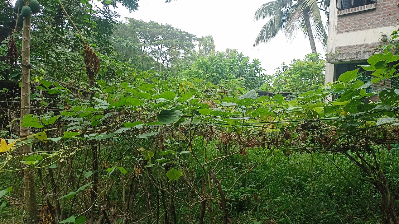 সরকারি কোয়ার্টারের আঙিনায় সবজি বাগান করেছেন স্যানিটারি ইন্সপেক্টর পারভীন সুলতানা। ছবি : কালবেলা