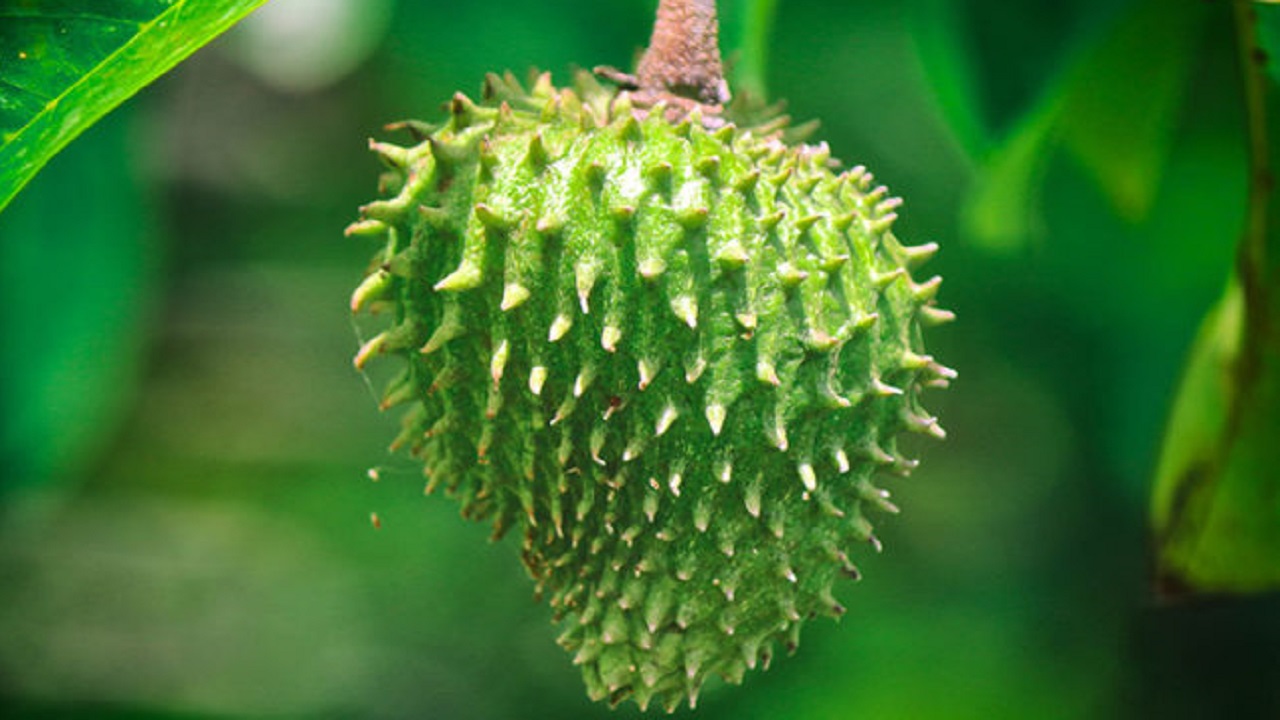 ক্যান্সার প্রতিরোধক করোসল ফল। ছবি : কালবেলা
