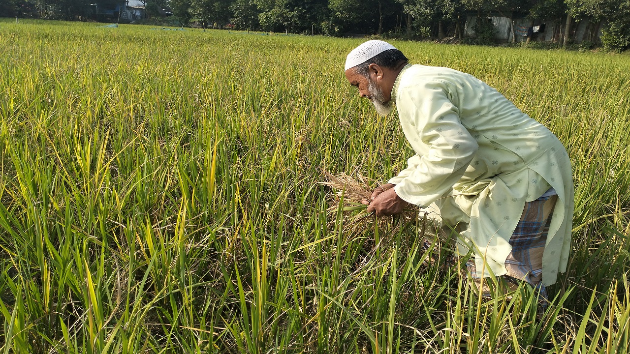 ব্রাহ্মণবাড়িয়ার কসবায় আমন ধান কেটে দিচ্ছে ইঁদুরে। ছবি : কালবেলা