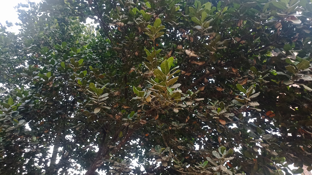 সাহেবাবাদ ডিগ্রি কলেজ সংলগ্ন কুমিল্লা-মিরপুর সড়কের পাশের কাঁঠালগাছের পাতার ফাঁকে অসংখ্য চড়ুই পাখি। ছবি : কালবেলা