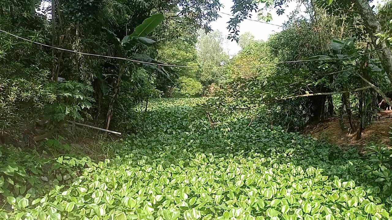 হেমনগর ইউনিয়নের গোয়ালবাড়ি খাল। ছবি : কালবেলা