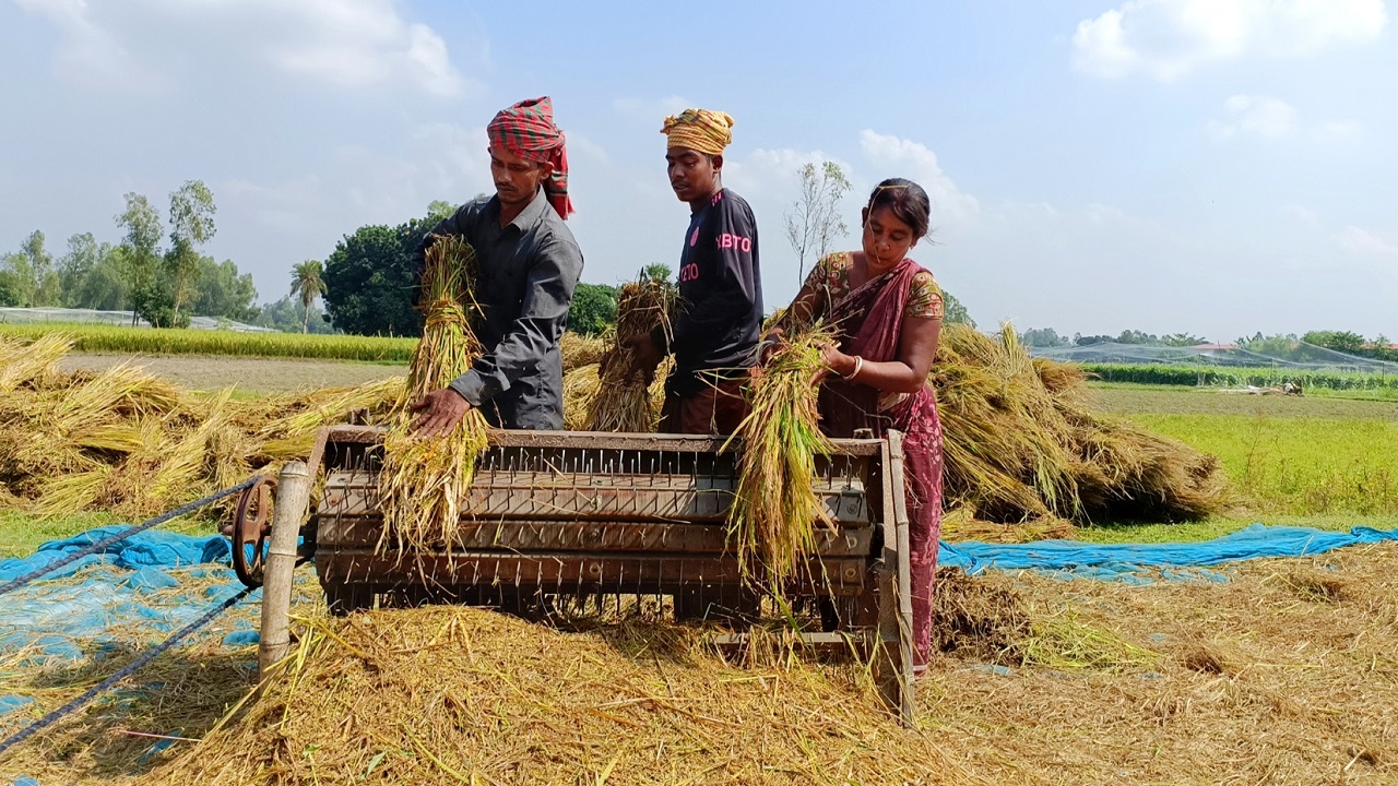 ঘিওরের কোশুন্ডা গ্রামের মাঠে ধান মাড়াইয়ে ব্যস্ত কিষান-কিষানিরা। ছবি : কালবেলা