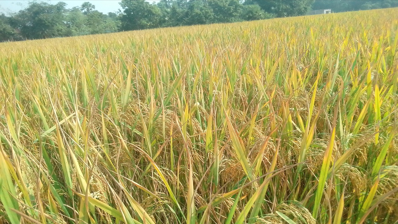 ক্ষেতে দোল খাচ্ছে আমন ধান। ছবি : কালবেলা