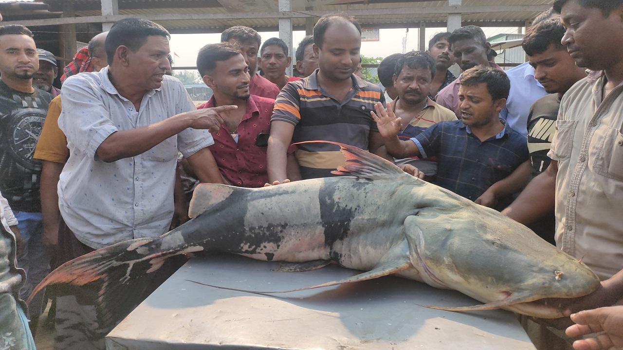 জেলের জালে ধরা পড়া ৪৫ কেজির বাগাড়। ছবি : কালবেলা