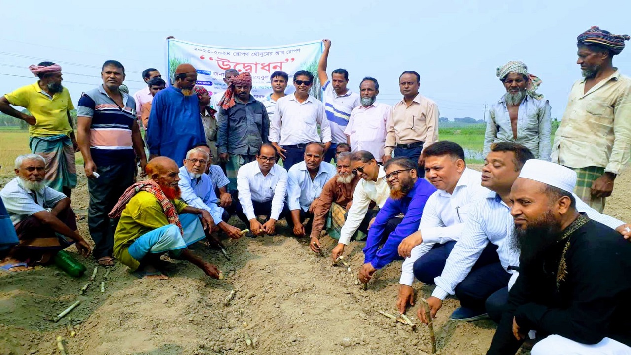 আখ রোপণ করছেন বাংলাদেশ খাদ্য ও চিনি শিল্প করপোরেশনের চেয়ারম্যান শেখ শোয়েবুল আলমসহ অতিথিরা। ছবি : কালবেলা