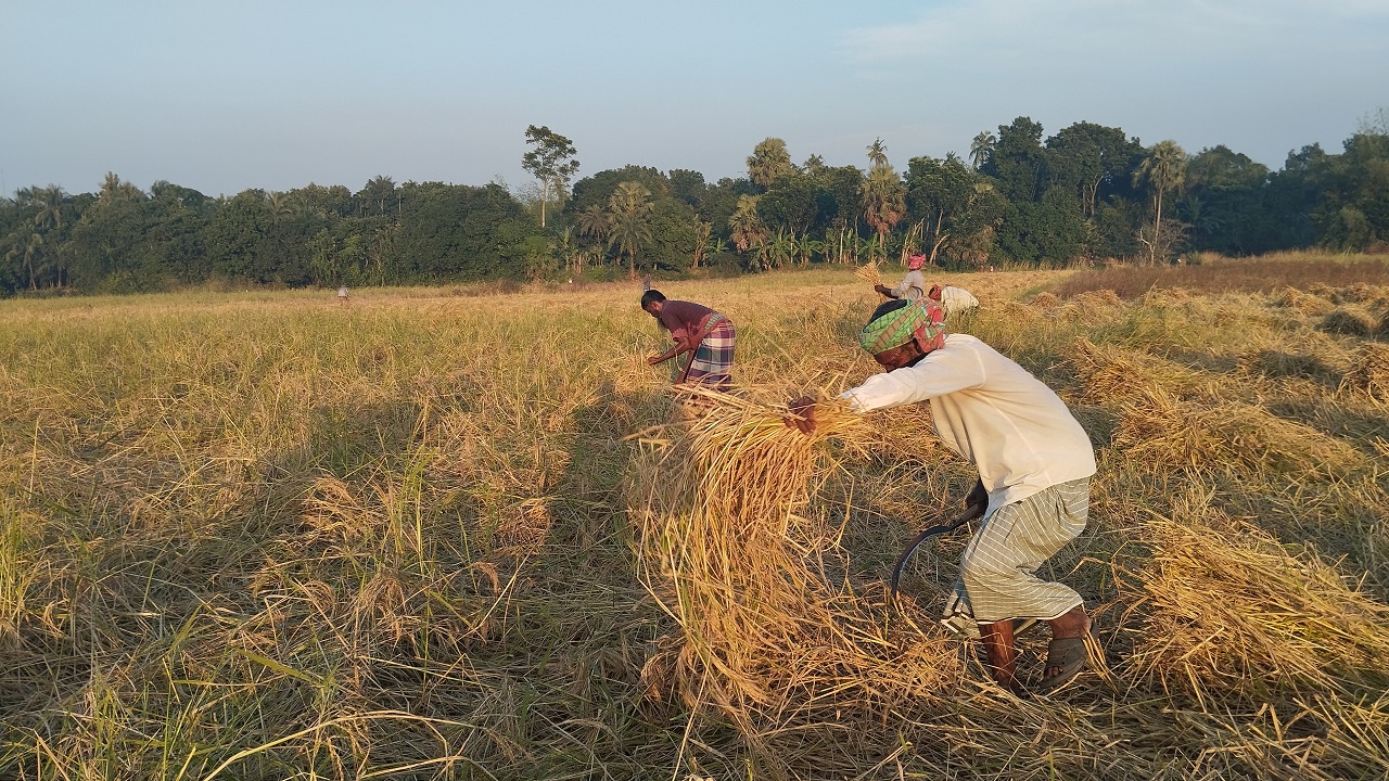 হরিরামপুর উপজেলার একটি ক্ষেতে ধান কাটছেন কৃষকরা। ছবি : কালবেলা