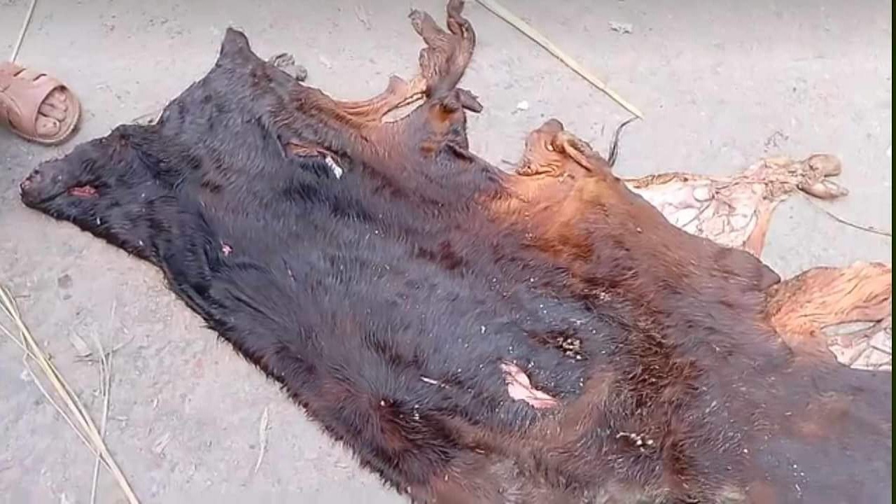 জবাই করে মাংস নিয়ে গরুর চামড়া ফেলে গেছে দুর্বৃত্তরা। ছবি : কালবেলা