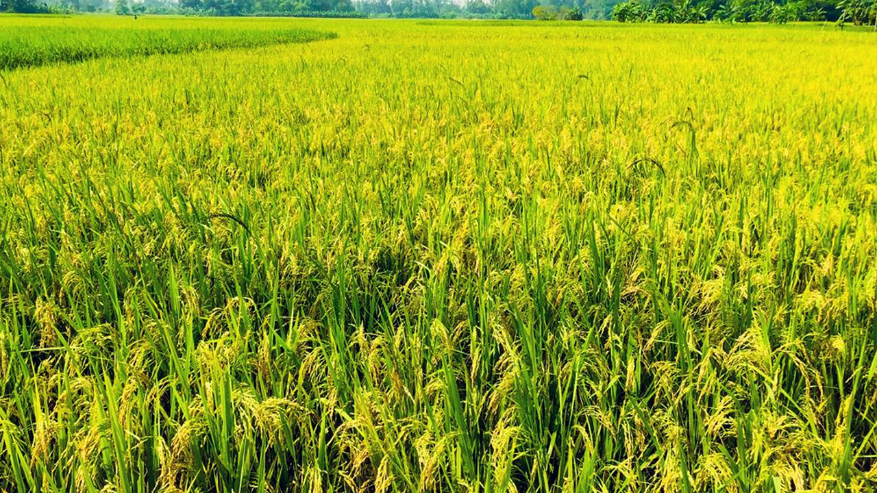 নরসিংদীর রায়পুরার করিমগঞ্জের বীলপাড় এলাকায় ধানক্ষেতের খণ্ডচিত্র। ছবি : কালবেলা