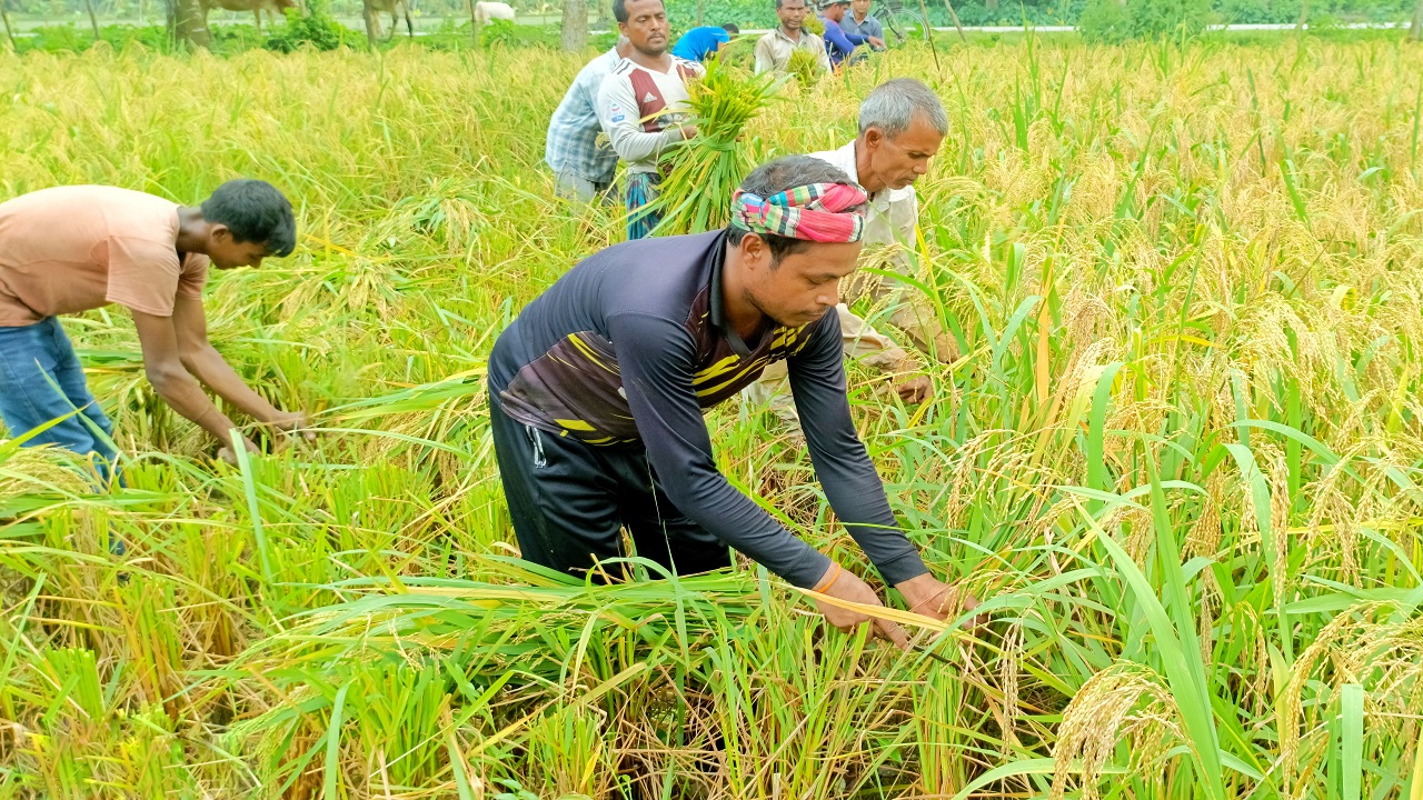 আমন ধান কাটছেন কৃষকরা। ছবিটি দিনাজপুরের খানসামার খামারপাড়া গ্রাম থেকে তোলা।