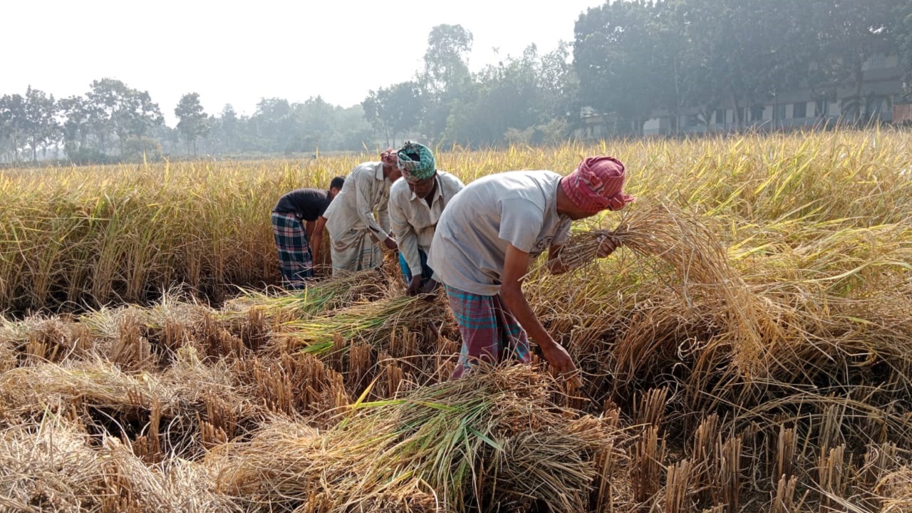 কামারখন্দের মাঠজুড়ে রোপা আমন ধান কাটার ধুম পড়েছে। ছবি : কালবেলা