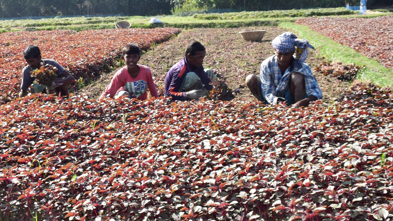 কুমিল্লার ব্রাহ্মণপাড়ায় লালশাক তোলায় ব্যস্ত চাষিরা। ছবি : কালবেলা