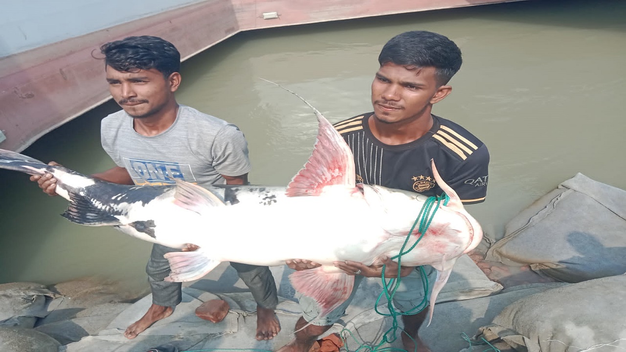 মাজেদ হালদারের জালে ৩৬ কেজি ওজনের বাঘাইড়টি ধরা পড়ে। ছবি : কালবেলা