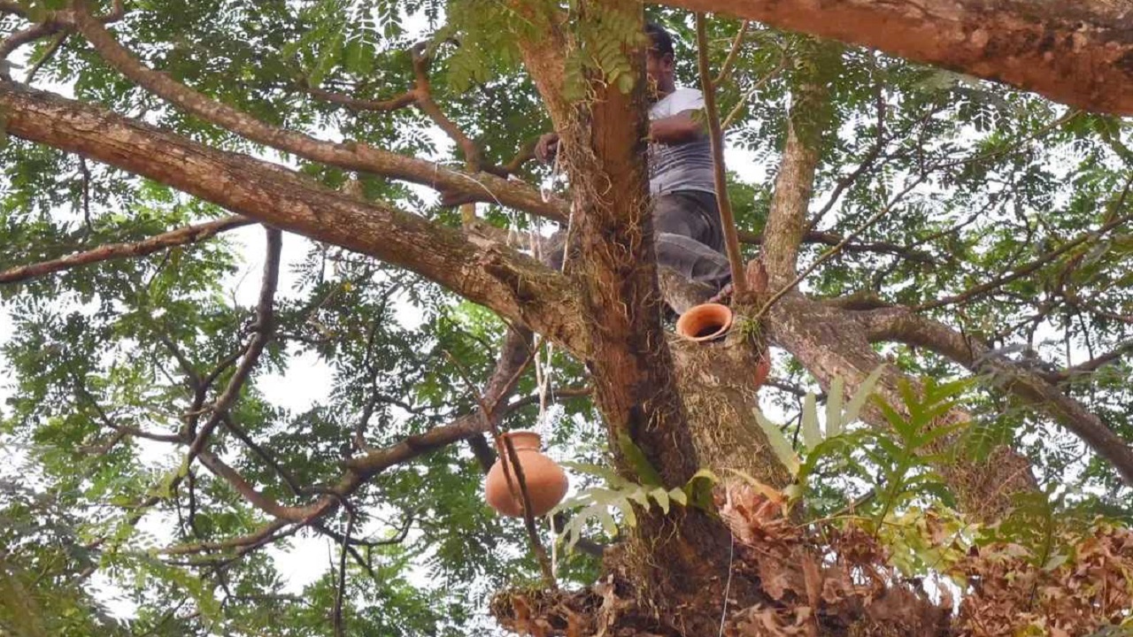 খুবিতে পাখিদের অবাধ বিচরণ, নিরাপদ আশ্রয় তৈরি ও বংশবৃদ্ধির জন্য গাছে গাছে মাটির হাঁড়ি বসানো হচ্ছে। ছবি : কালবেলা