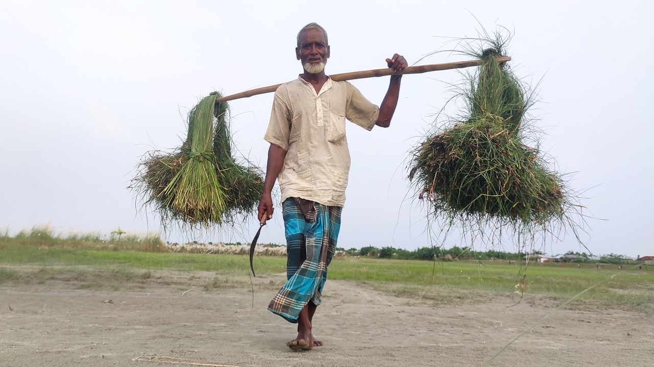 কুড়িগ্রামের চরাঞ্চল থেকে কাশফুল কেটে নিয়ে ফিরছেন এক কৃষক। ছবি : কালবেলা