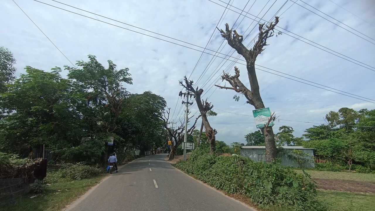 কুমিল্লা-মিরপুর সড়কের পাশে দাঁড়িয়ে থাকা ঝুঁকিপূর্ণ মরা গাছ। ছবি : কালবেলা