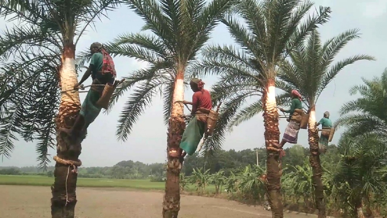 সারি সারি দাঁড়িয়ে থাকা খেজুর গাছ পরিচর্যায় ব্যস্ত সময় কাটাচ্ছেন গাছিরা। ছবি : কালবেলা