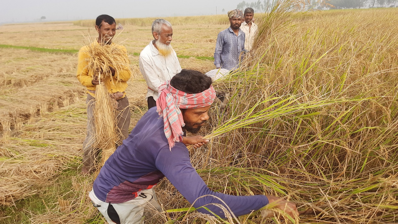 রাণীনগরের হরিশপুর মাঠে ধান কাটছেন কৃষকরা। ছবি : কালবেলা
