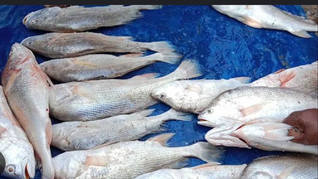 আড়পাঙ্গাশিয়া নদীতে জাল ফেললে ১৬টি জাভা মাছ ধরা পড়ে। ছবি : কালবেলা