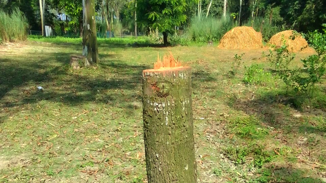 কাটা গাছের গোড়া বনদস্যুদের দস্যুতার চিহ্ন বয়ে বেড়াচ্ছে।