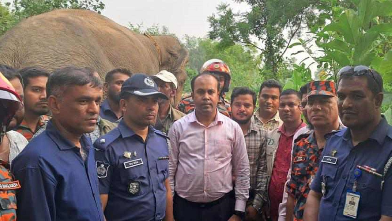 রাজশাহীতে দাপিয়ে বেড়ানো হাতির সঙ্গে বন বিভাগের কর্মকর্তাসহ সংশ্লিষ্টরা। ছবি : কালবেলা
