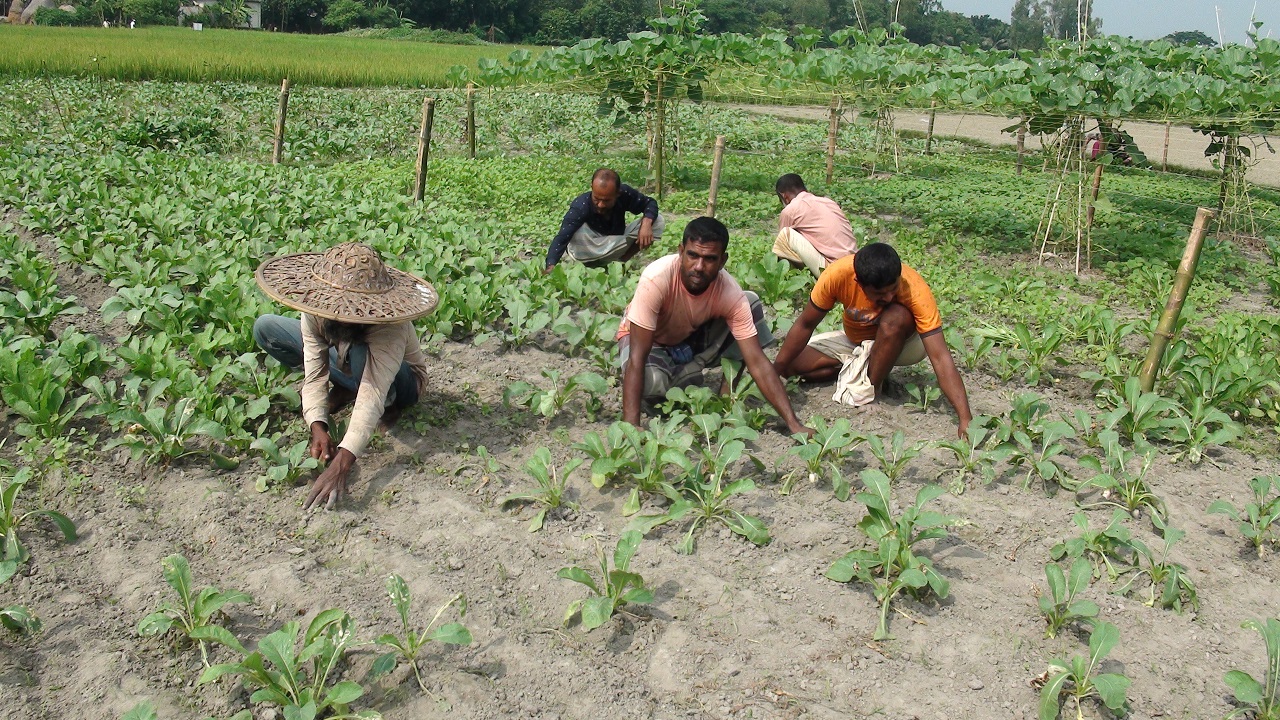 ৭টি ইউনিয়ন ও পৌর শহরের কৃষকরা ব্যস্ত সময় পার করছেন। ছবি : কালবেলা