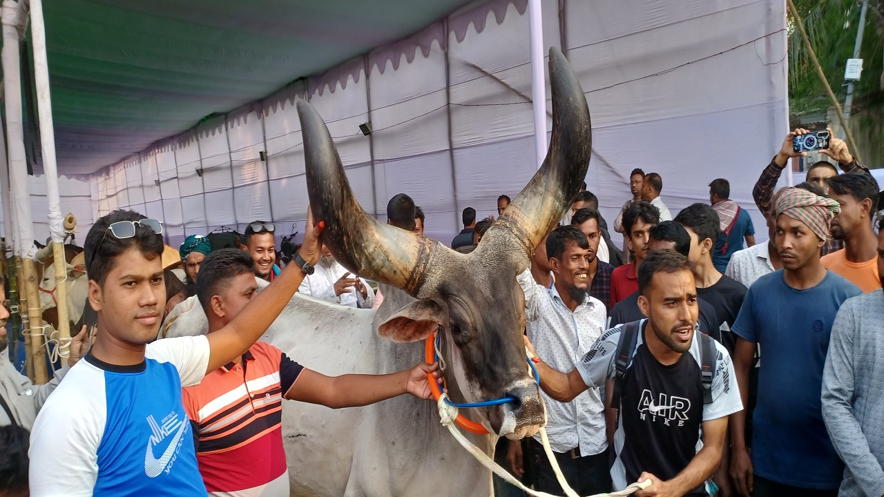 মেলায় চুয়াডাঙ্গা, মেহেরপুর ও কুষ্টিয়ার খামারিরা বিশেষ মানের গরু নিয়ে অংশগ্রহণ করেছেন। ছবি : কালবেলা