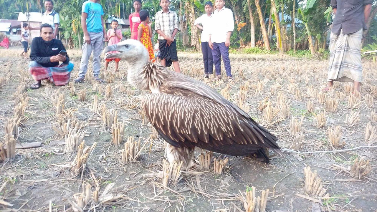 বিলুপ্তপ্রায় হিমালয়ান জাতের শকুন। ছবি : কালবেলা