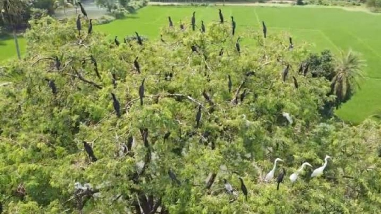 ব্রাহ্মণবাড়িয়ার কসবায় অতিথি পাখি। ছবি : কালবেলা