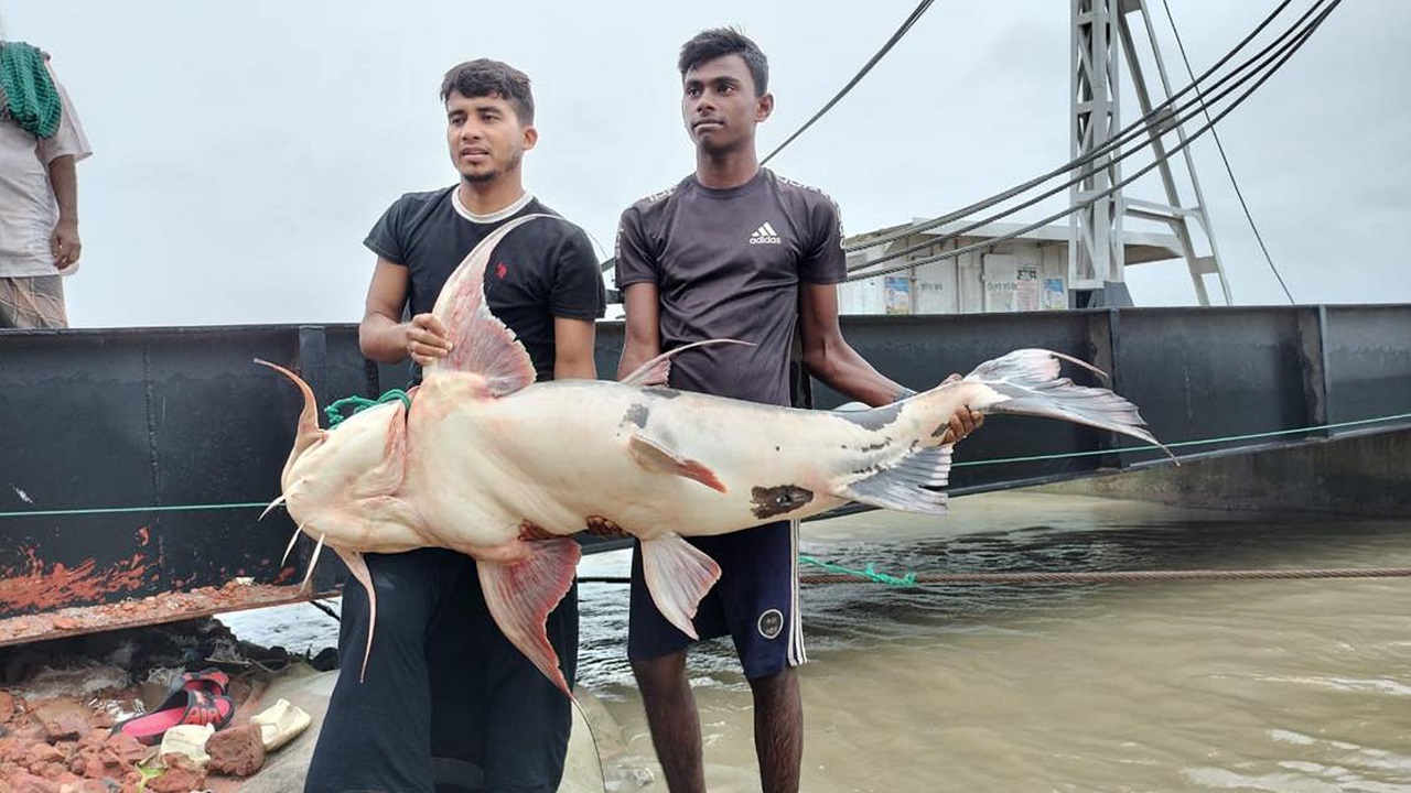 পদ্মায় জেলের জালে ধরা পড়া বাঘাইড় মাছ। ছবি : কালবেলা