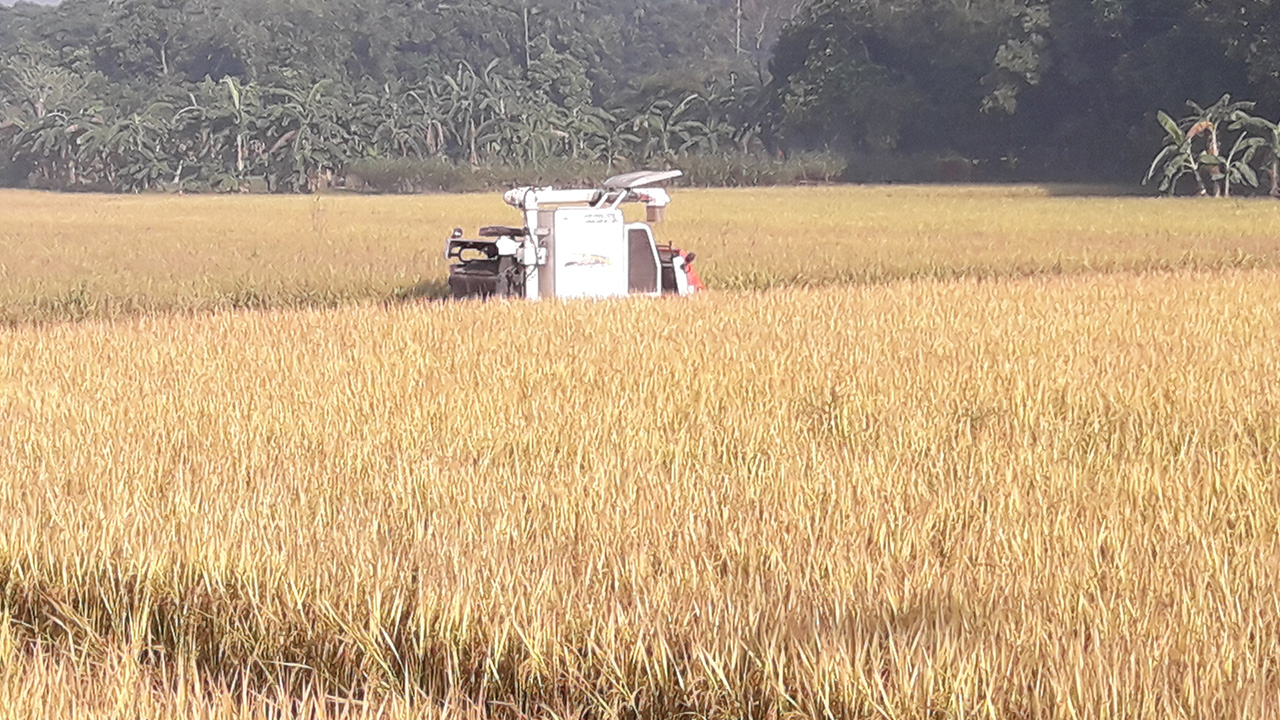 নেত্রকোনায় আগাম আমন ধান কাটা শুরু। ছবি : কালবেলা
