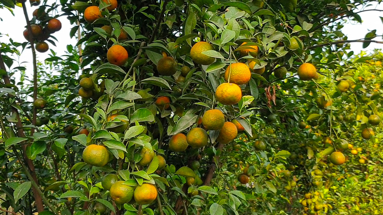 শরীয়তপুরের ভেদরগঞ্জ কৃষক রোকন মালের চায়না কমলা বাগান। ছবি : কালবেলা