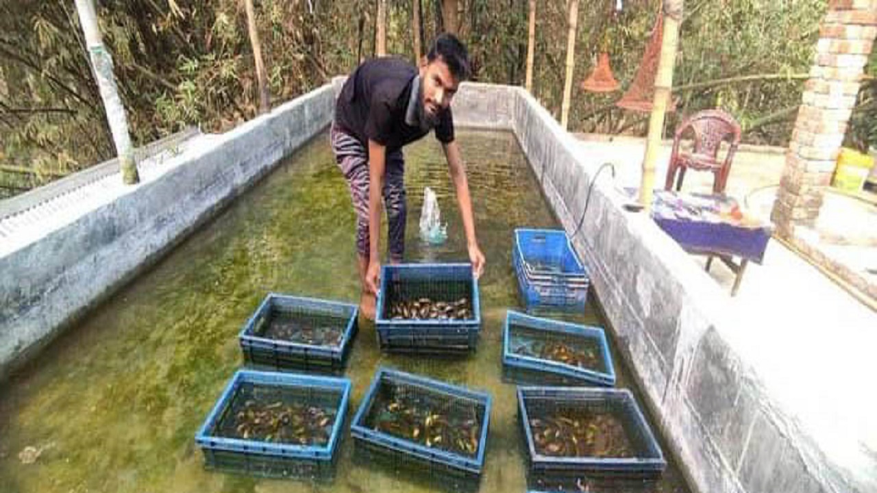 অভয়নগরে বাড়ির ছাদে মুক্তা চাষ। ছবি : কালবেলা