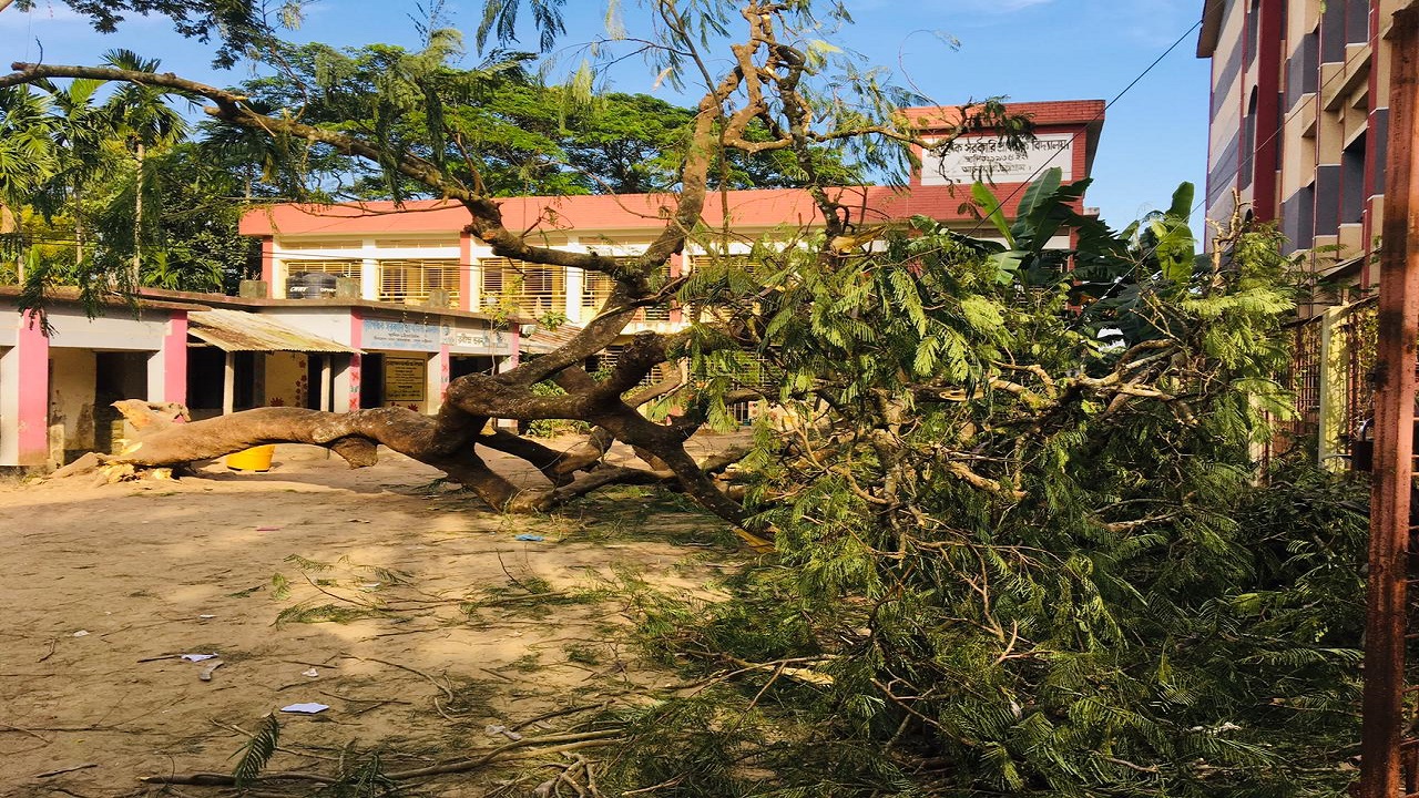 বিদ্যালয় মাঠে ভেঙে পড়া কৃষ্ণচূড়া গাছ। ছবি : কালবেলা