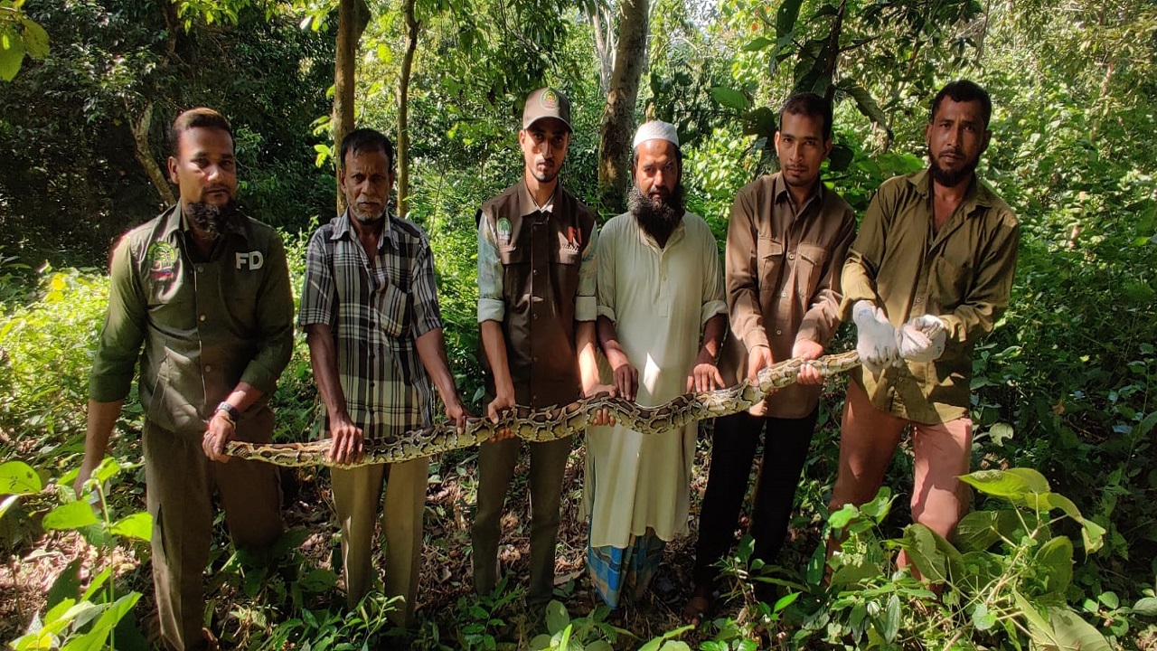 বন বিভাগের সদস্যরা অজগরটি কাপ্তাই জাতীয় উদ্যানে অবমুক্ত করেন। ছবি : কালবেলা