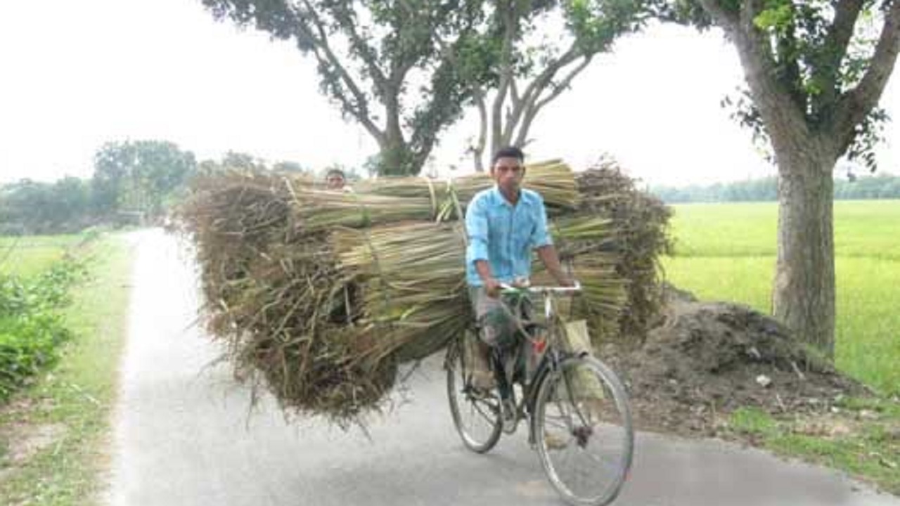 হরিপুরের আমগাঁও গ্রামের নন্দন কুমার পাটির বুনার জন্য পানি মুথা সংগ্রহ করে বাড়ি ফিরছেন এক শ্রমিক। ছবি : কালবেলা