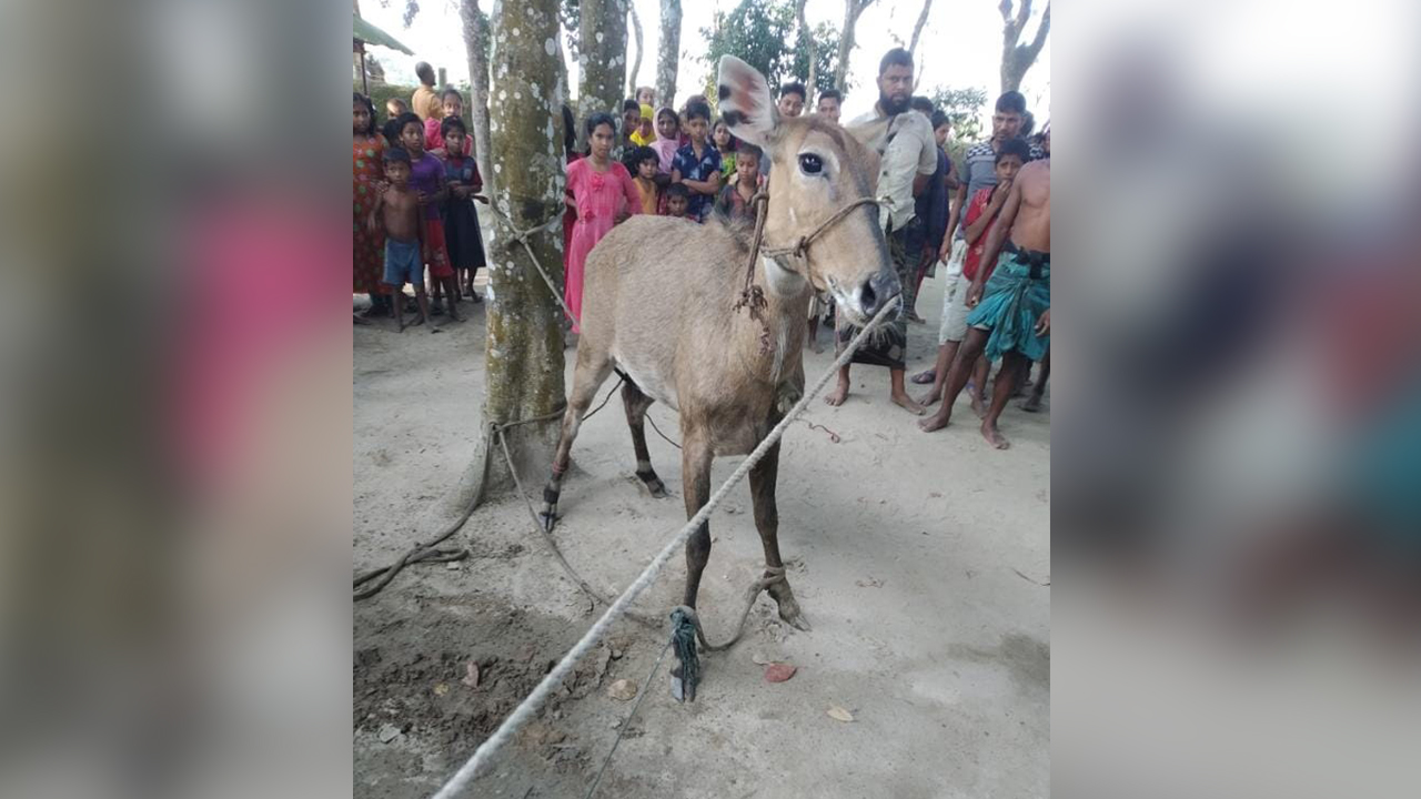 সীমান্ত থেকে উদ্ধার হওয়া বিরল প্রজাতির নীলগাই। ছবি : কালবেলা