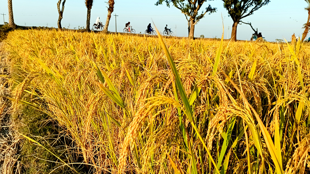 পঞ্চগড়ের দেবীগঞ্জে রোপা আমনের বাম্পার ফলন। ছবি : কালবেলা।