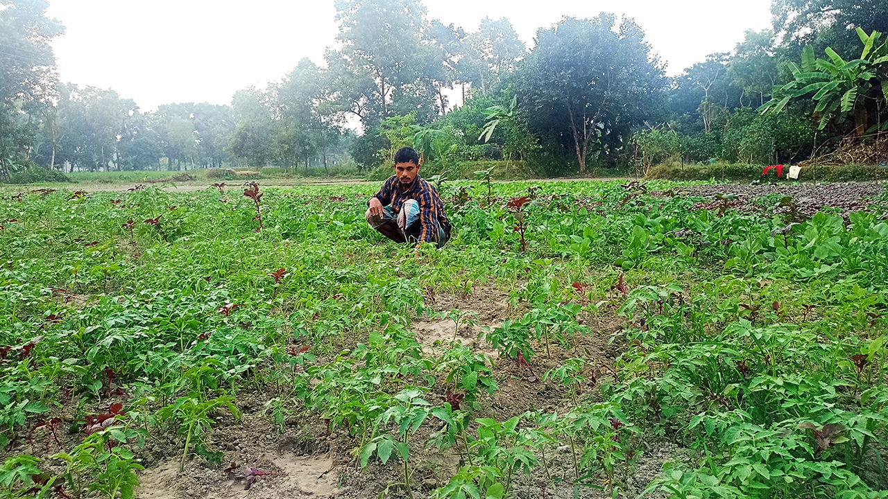 কুমিল্লার ব্রাহ্মণপাড়ায় শীতকালীন সবজি চাষে ব্যস্ত কৃষক। ছবি : কালবেলা