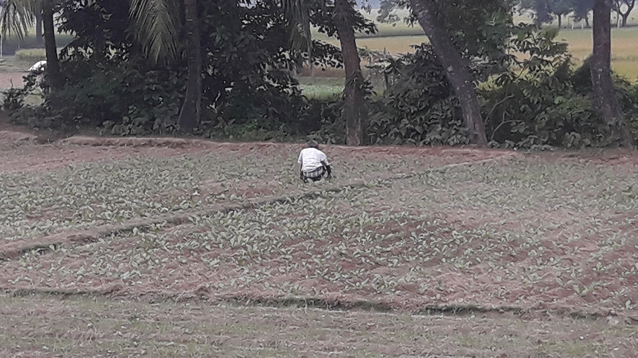 নেত্রকোনার কেন্দুয়ায় আগাম শীতকালীন সবজি চাষে ব্যস্ত কৃষক। ছবি : কালবেলা