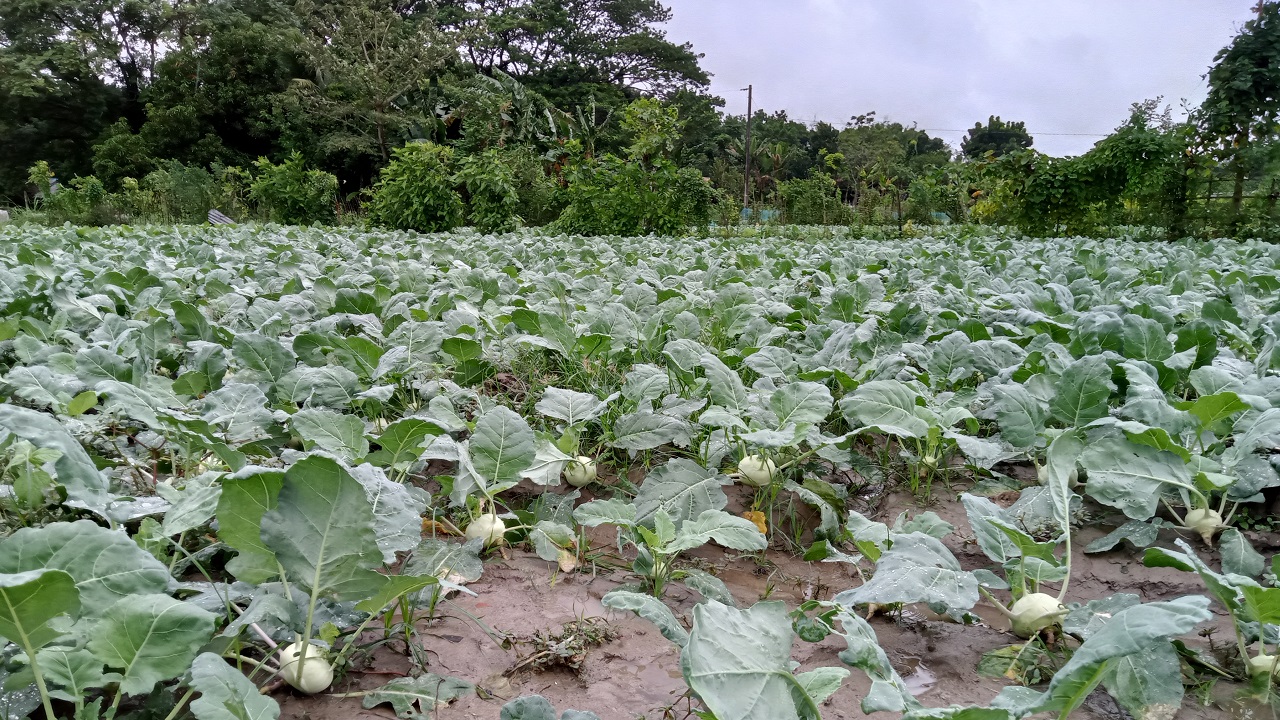 তালা উপজেলার খলিলনগর ইউনিয়নের মহান্দি এলাকার একটি ওলকপি ক্ষেত। ছবি : কালবেলা