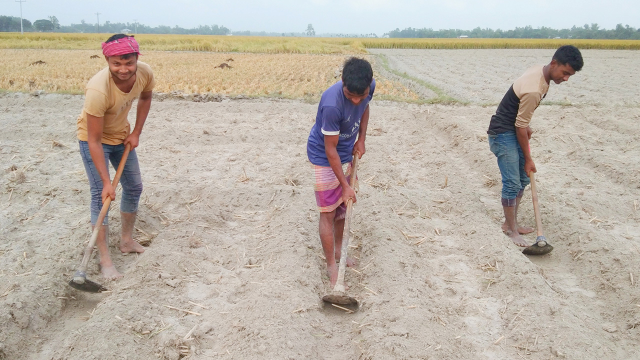 জয়পুরহাটের পাঁচবিবিতে আলু চাষে ব্যস্ত কৃষকরা। ছবি : কালবেলা