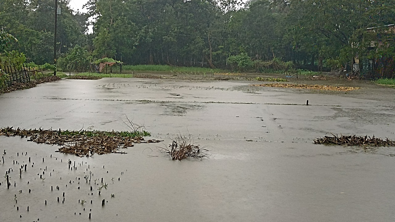 ব্রাহ্মণপাড়ায় প্রবল বৃষ্টিতে ডুবে গেছে শীতকালীন সবজির ক্ষেত। ছবি : কালবেলা